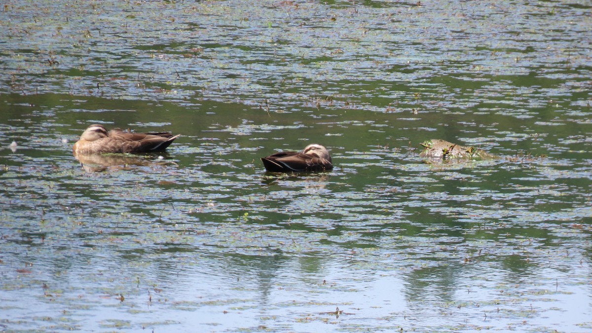 Eastern Spot-billed Duck - YUKIKO ISHIKAWA