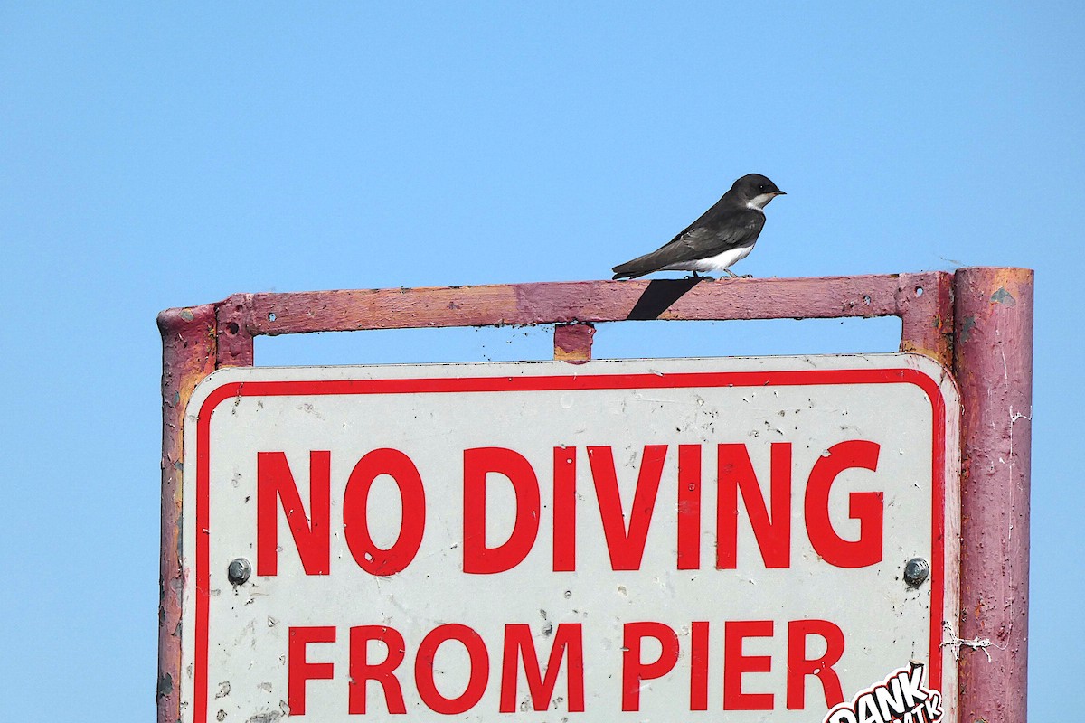 Tree Swallow - D Krajnovich