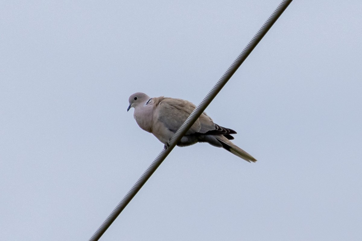 Eurasian Collared-Dove - Steve Metzger