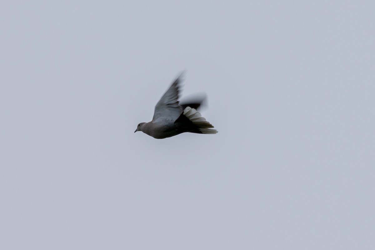 Eurasian Collared-Dove - ML619628380