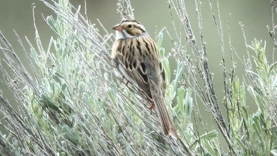 Clay-colored Sparrow - Daniel Bastaja