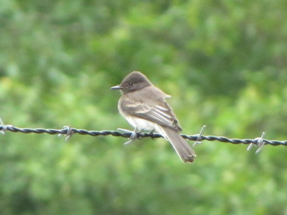 Black Phoebe - Diana Byrne