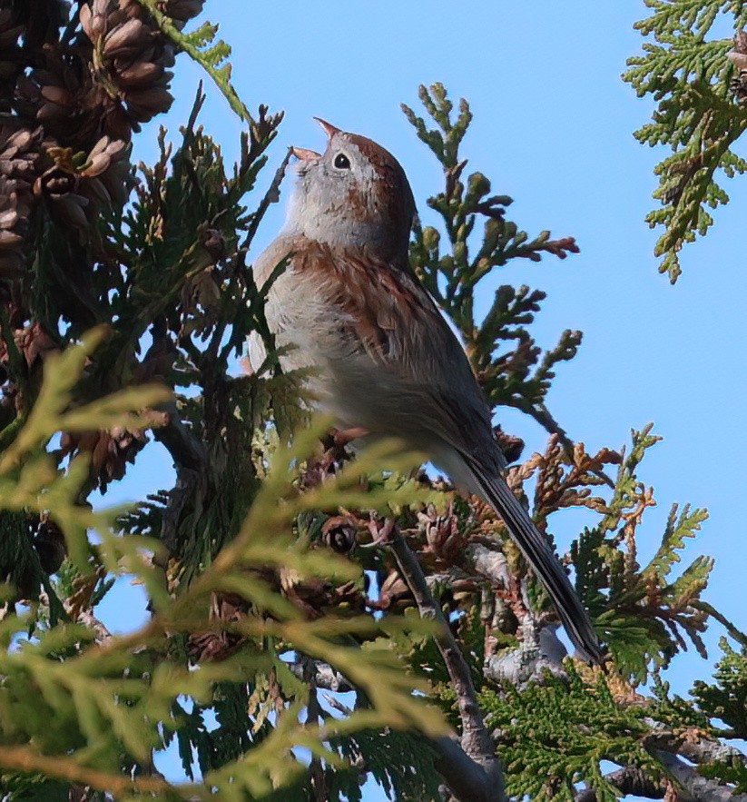 Field Sparrow - Charlotte Byers