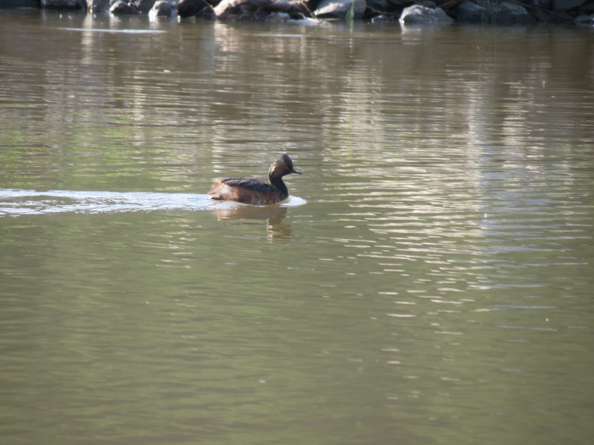 Eared Grebe - ML619628390