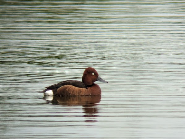 Ferruginous Duck - Mark Smith