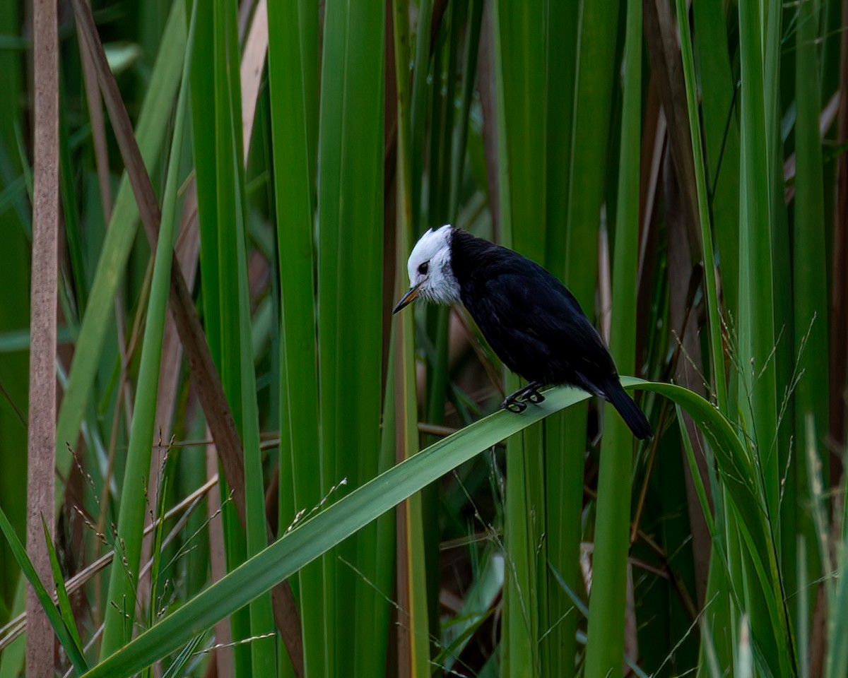 White-headed Marsh Tyrant - ML619628395