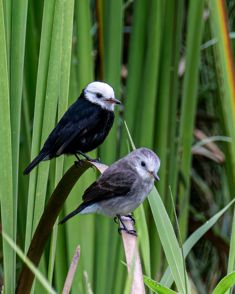 White-headed Marsh Tyrant - ML619628396