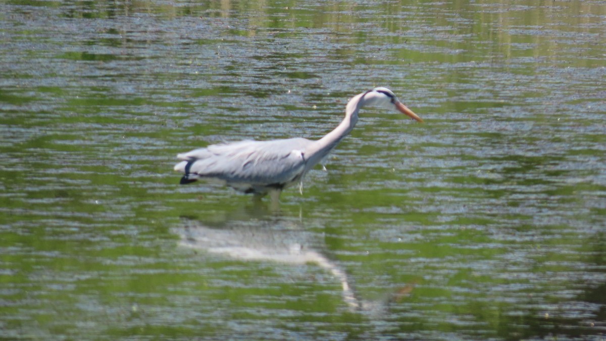 Gray Heron - YUKIKO ISHIKAWA