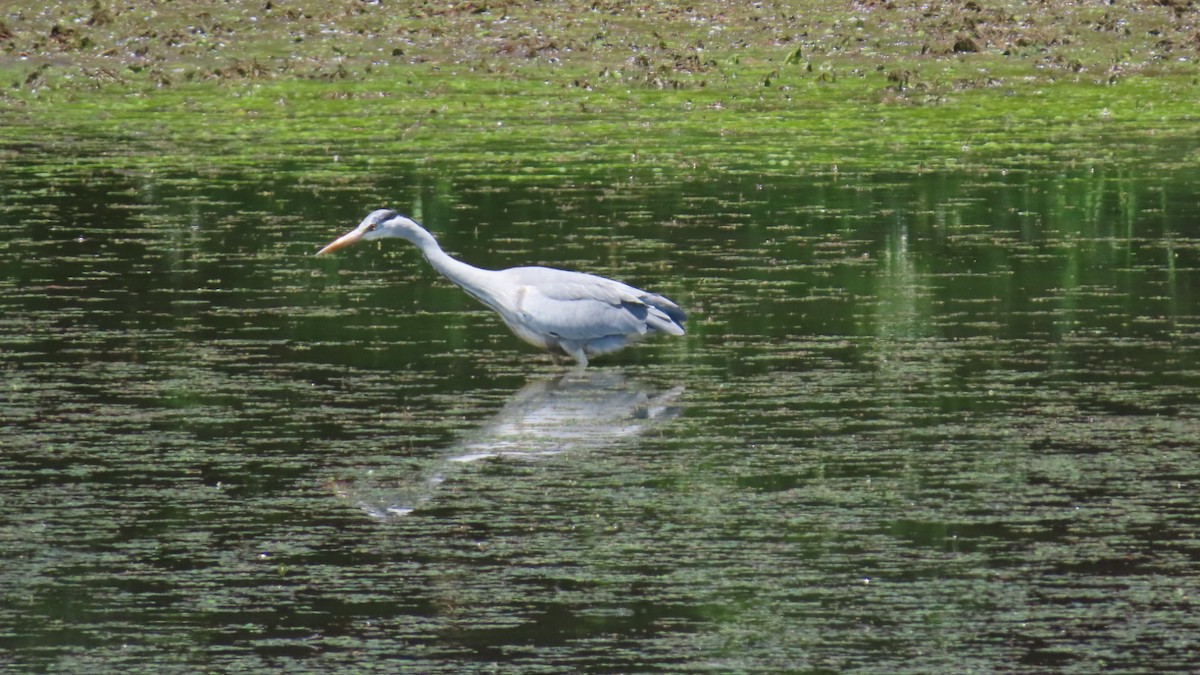 Gray Heron - YUKIKO ISHIKAWA