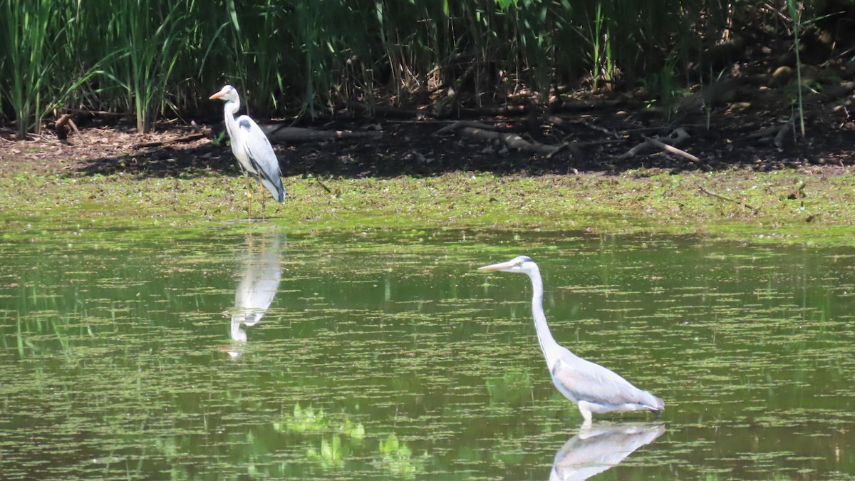 Gray Heron - YUKIKO ISHIKAWA