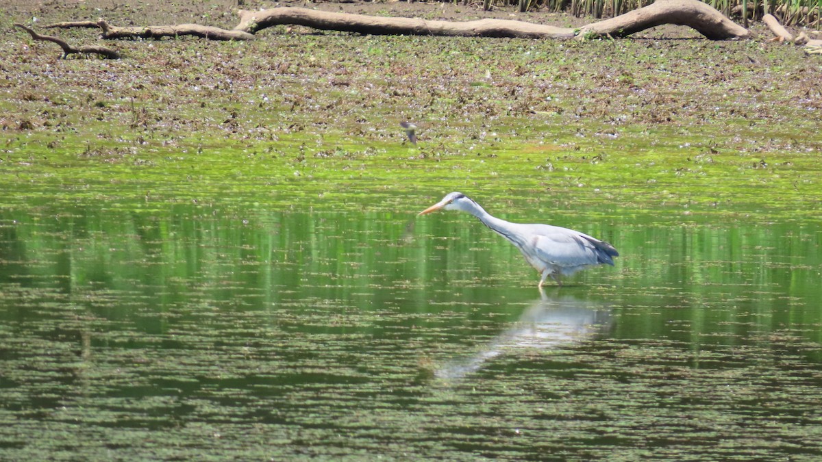 Gray Heron - YUKIKO ISHIKAWA