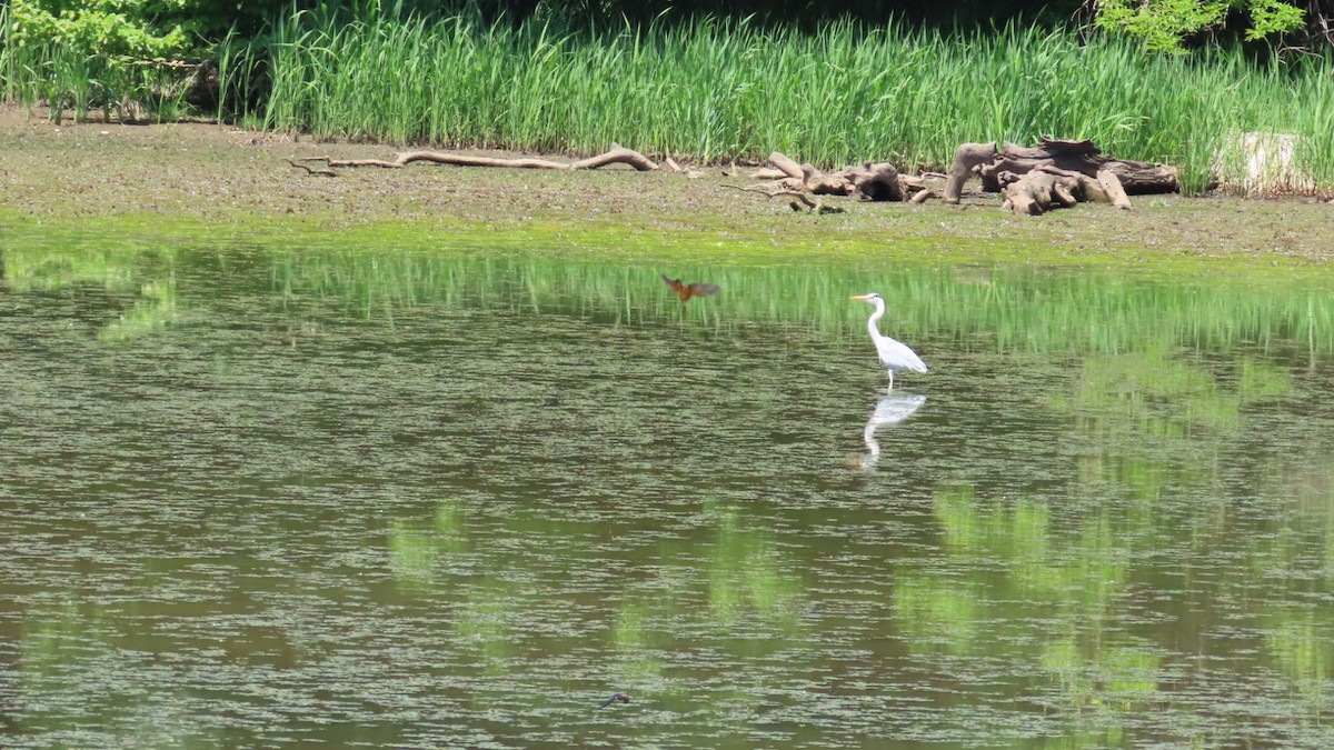 Gray Heron - YUKIKO ISHIKAWA