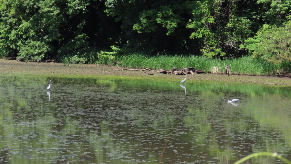 Gray Heron - YUKIKO ISHIKAWA