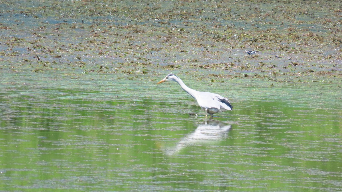 Gray Heron - YUKIKO ISHIKAWA