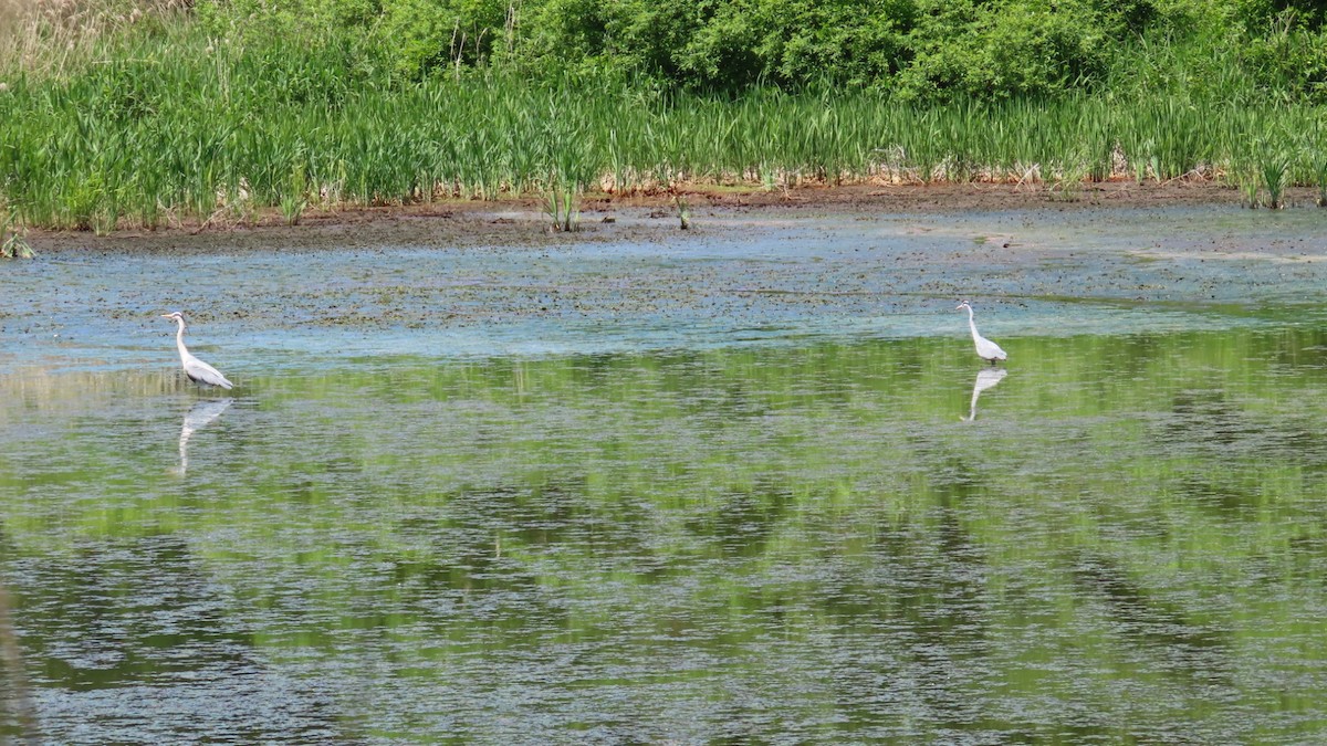 Gray Heron - YUKIKO ISHIKAWA