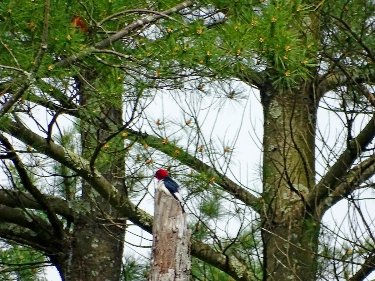 Red-headed Woodpecker - ML619628418