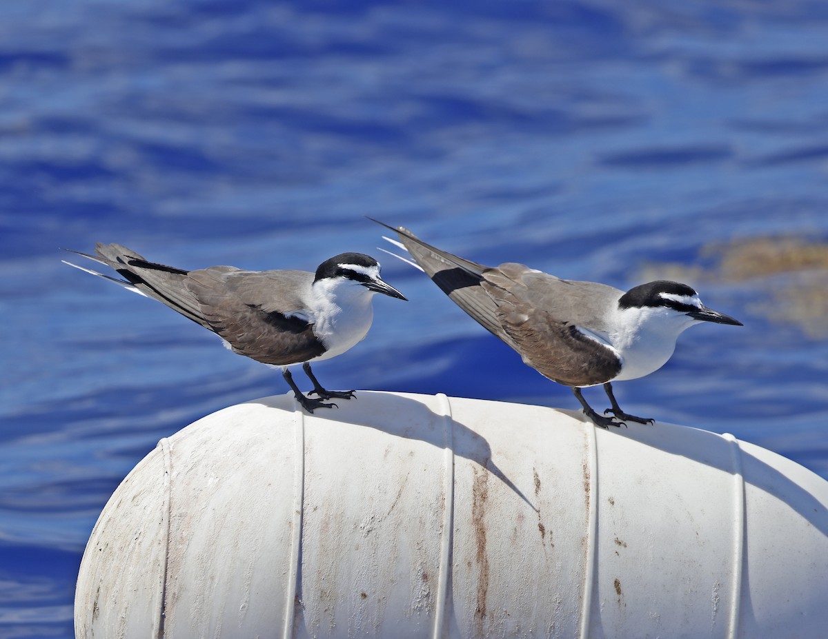 Bridled Tern - ML619628420