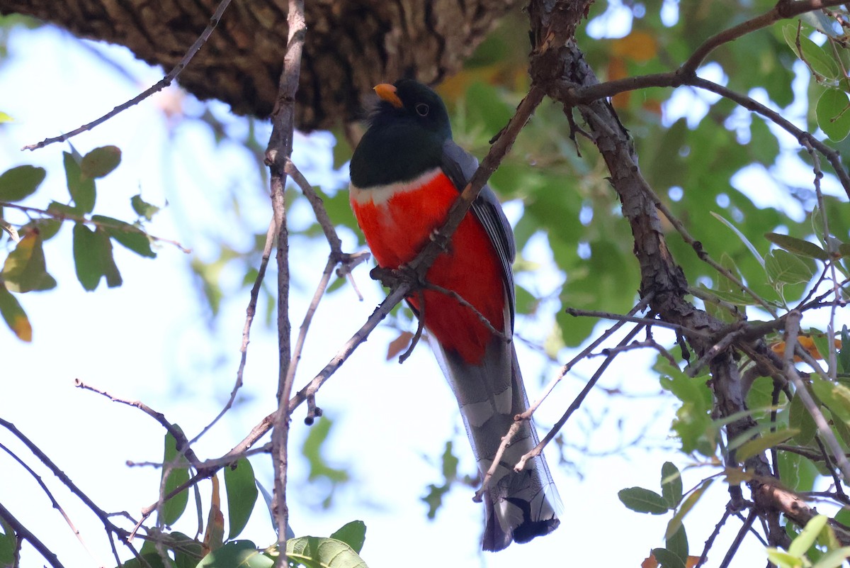 Elegant Trogon - ML619628423