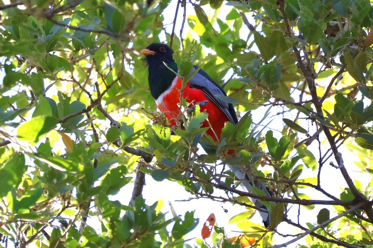 Elegant Trogon - Tricia Vesely