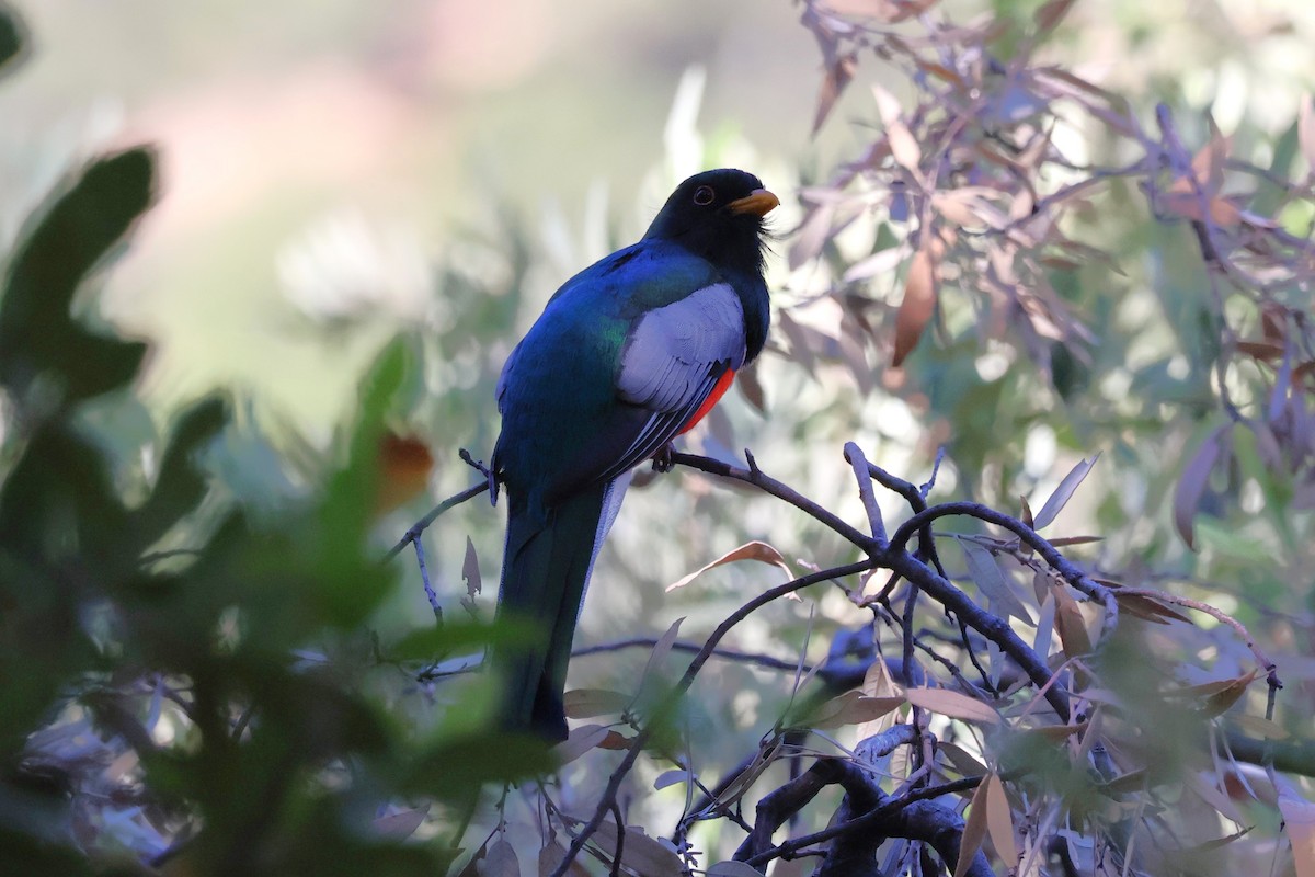 Elegant Trogon - Tricia Vesely