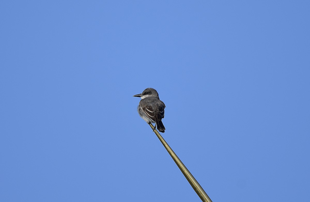 Gray Kingbird - JoAnna Clayton