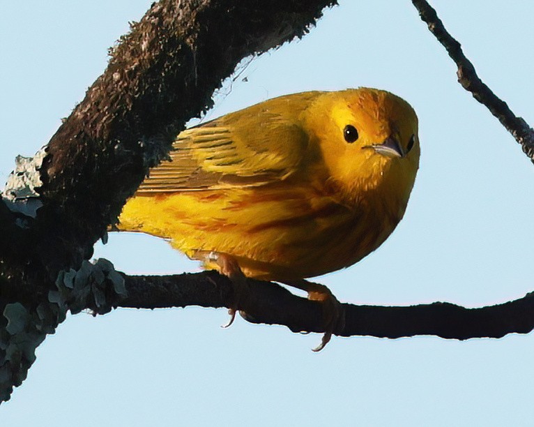 Yellow Warbler - Charlotte Byers