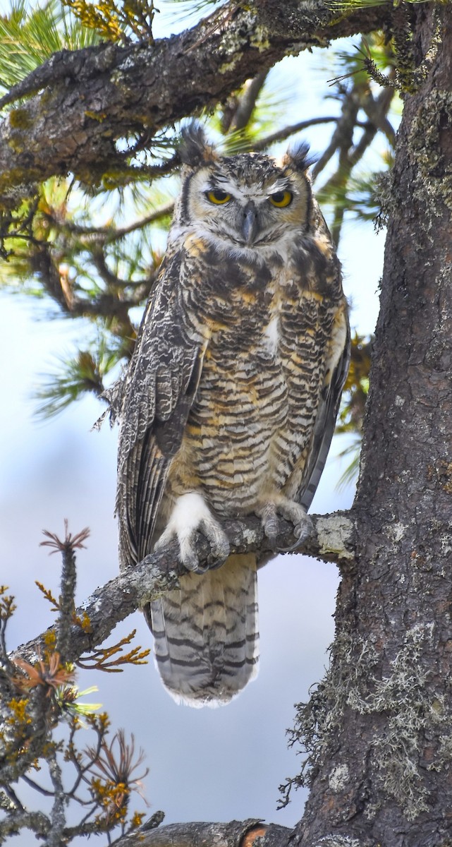 Great Horned Owl - Esteban Matías (birding guide) Sierra de los Cuchumatanes Huehuetenango esteban.matias@hotmail.com                             +502 53810540