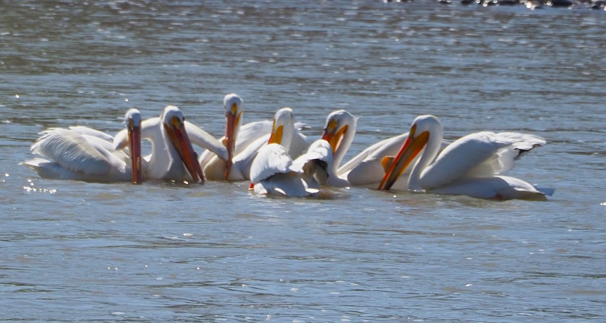 pelikán severoamerický - ML619628443