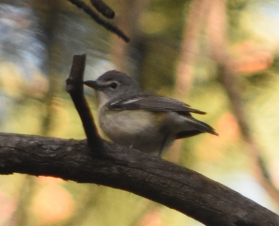 Cassin's/Plumbeous Vireo - ML619628449