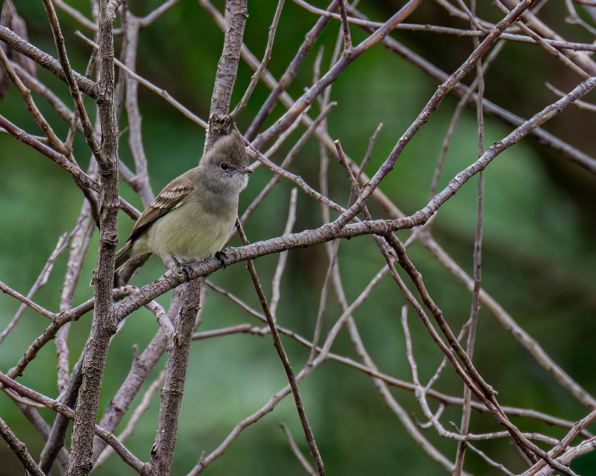 Yellow-bellied Elaenia - Victor Pássaro