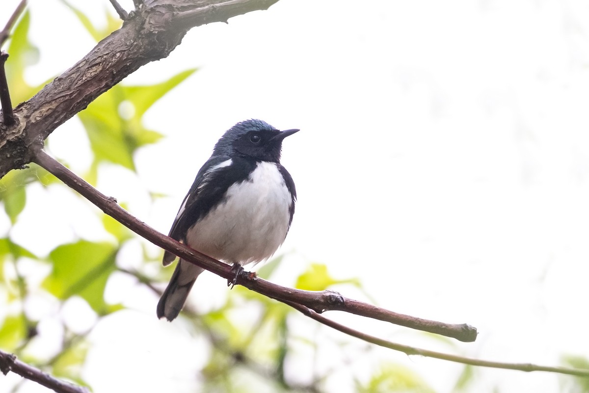 Blaurücken-Waldsänger - ML619628457