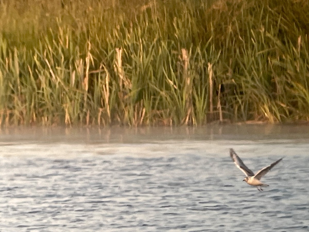 Bonaparte's Gull - Tim Rodenkirk