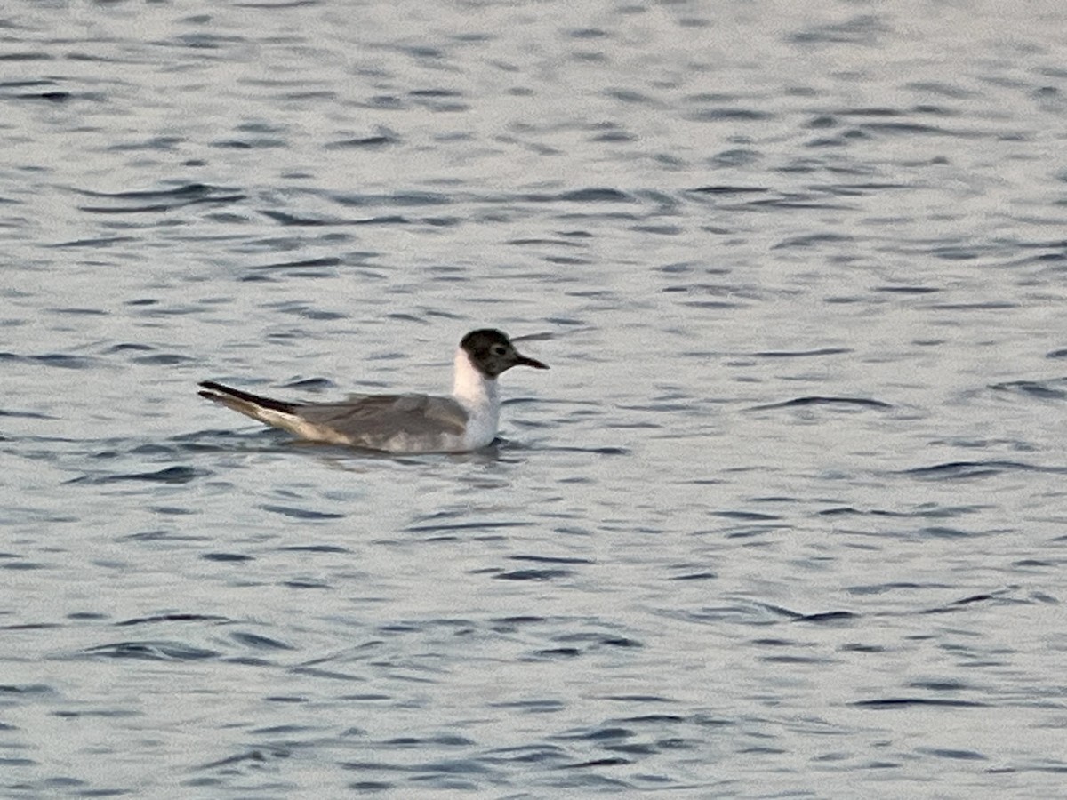 Bonaparte's Gull - Tim Rodenkirk