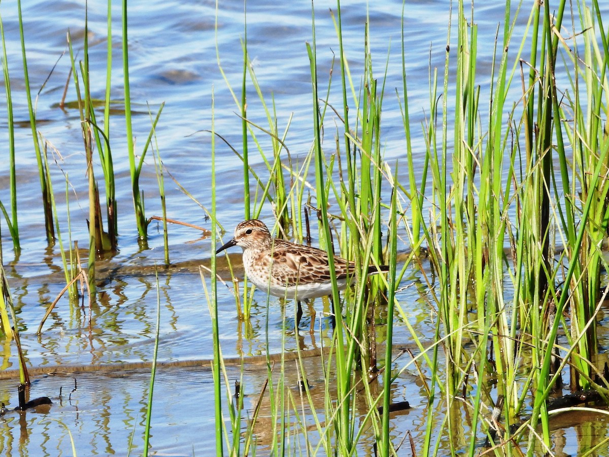 Least Sandpiper - Charlotte Dallaire