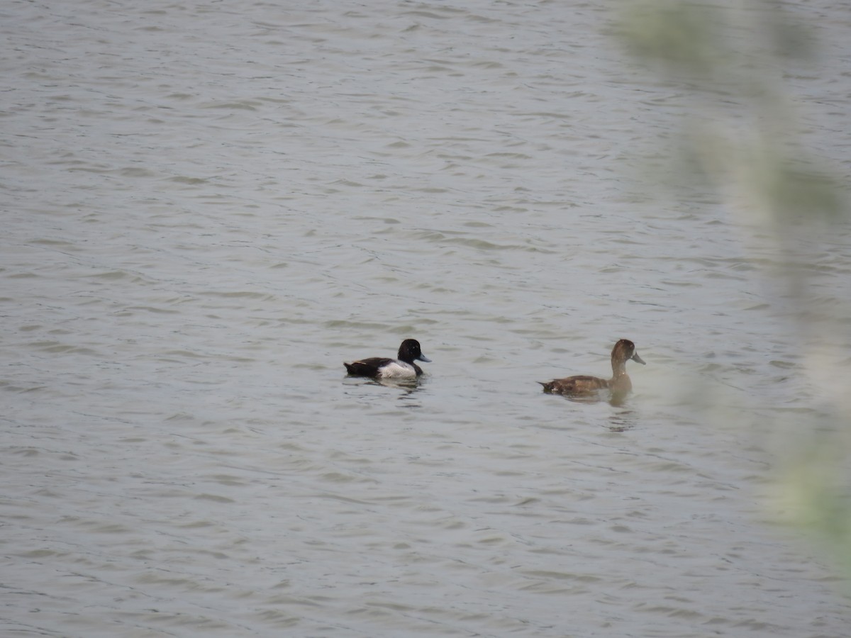 Lesser Scaup - Sam Holcomb