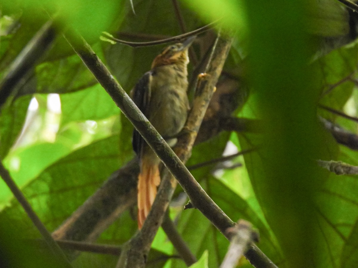 Slaty-winged Foliage-gleaner - ML619628485