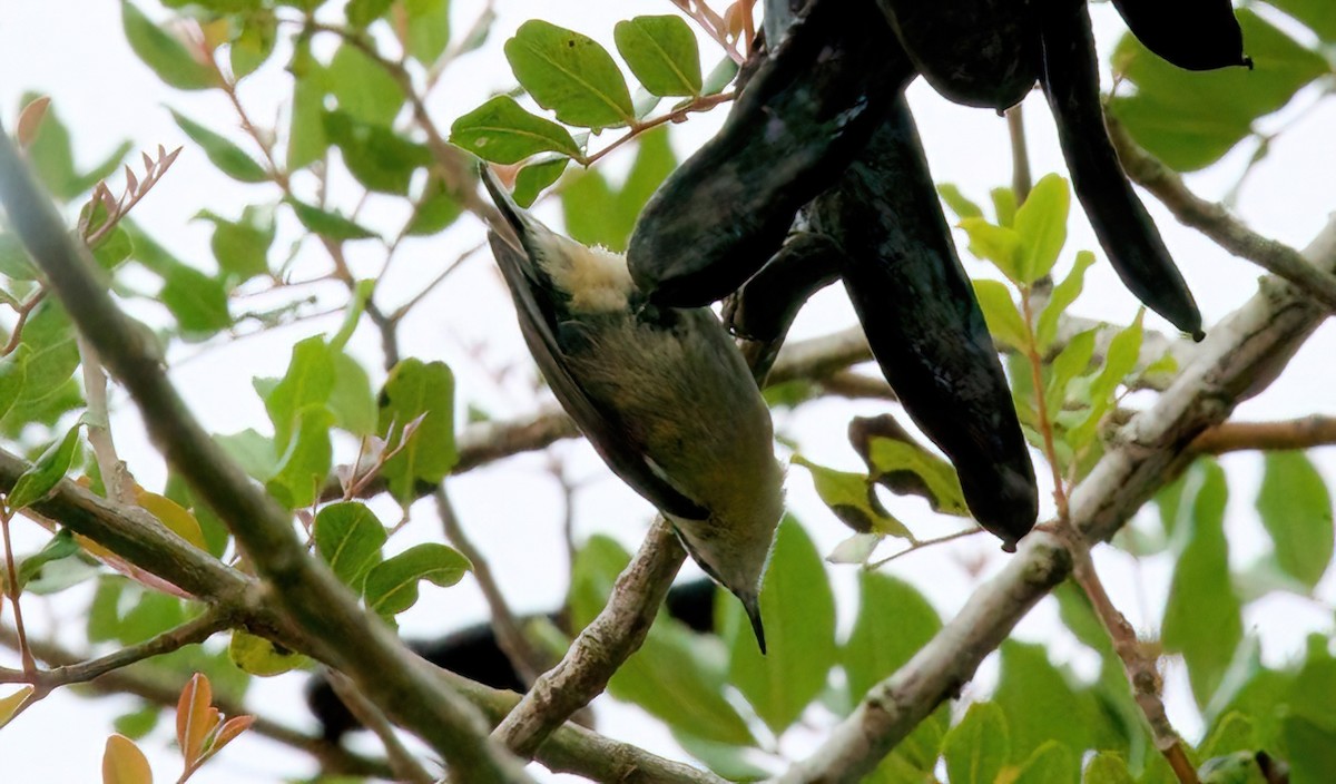 Red-breasted Nuthatch - Jane Mygatt