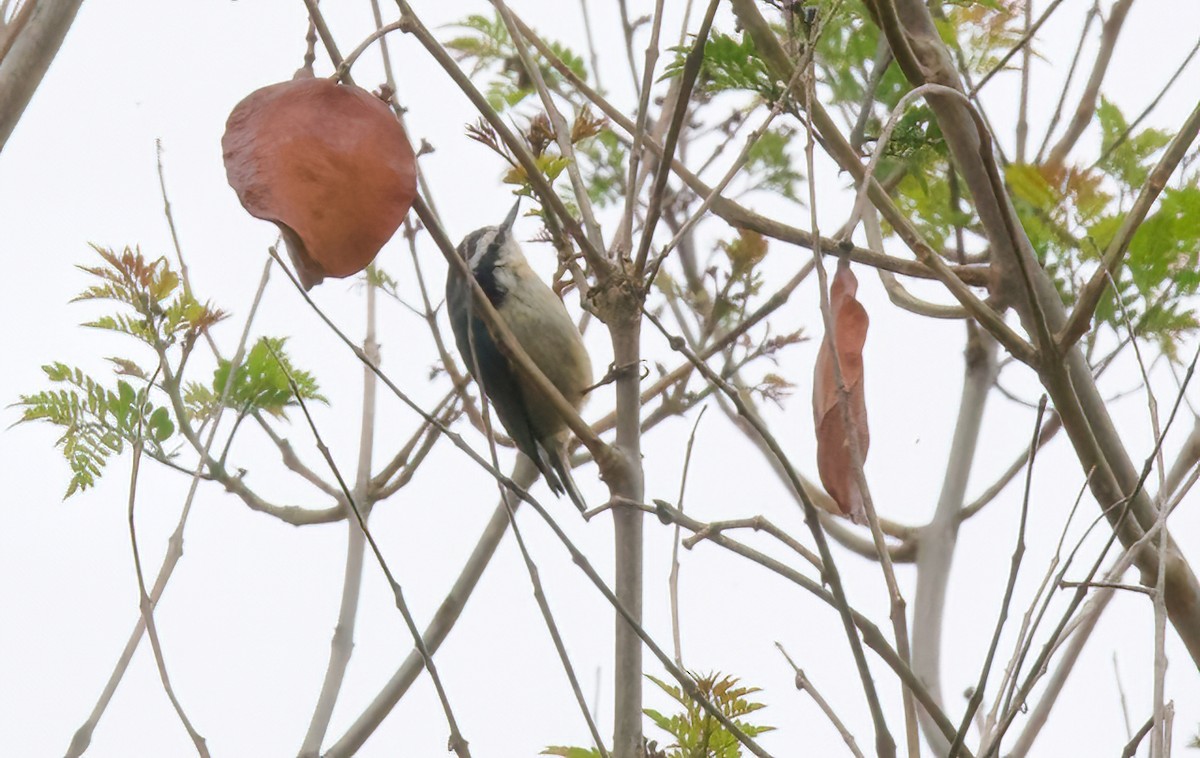 Red-breasted Nuthatch - Jane Mygatt