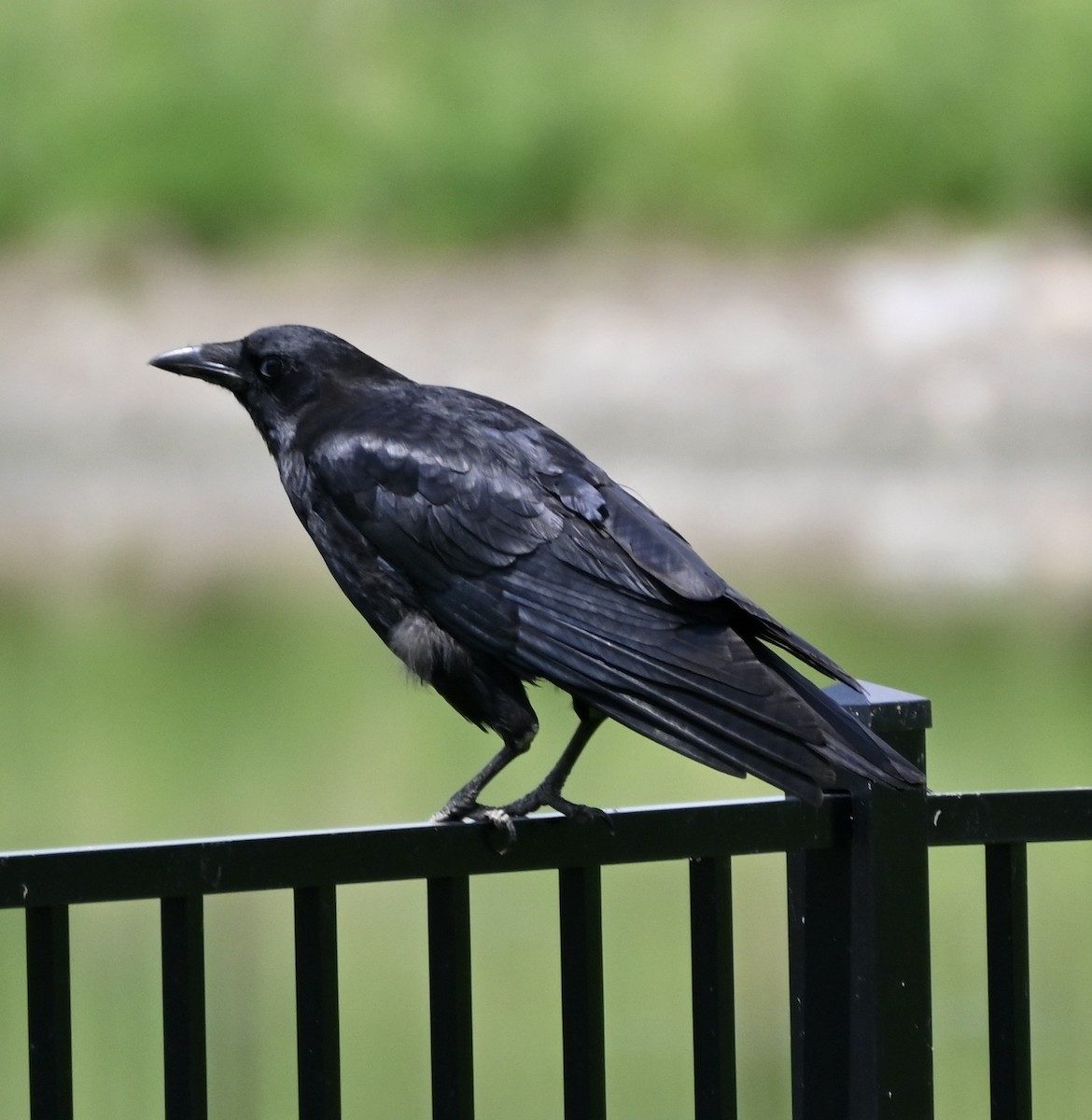 American Crow - Hollis Noble