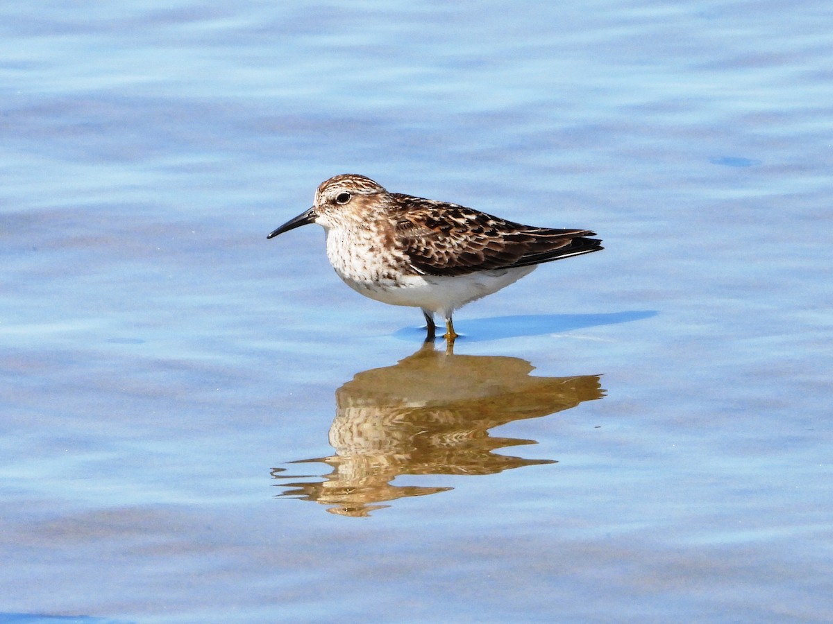 Least Sandpiper - Charlotte Dallaire