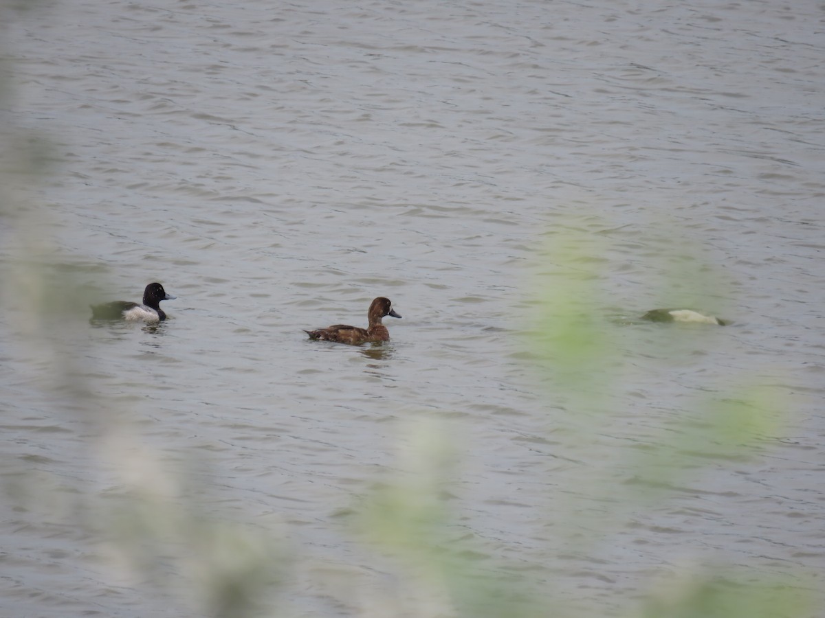 Lesser Scaup - ML619628505