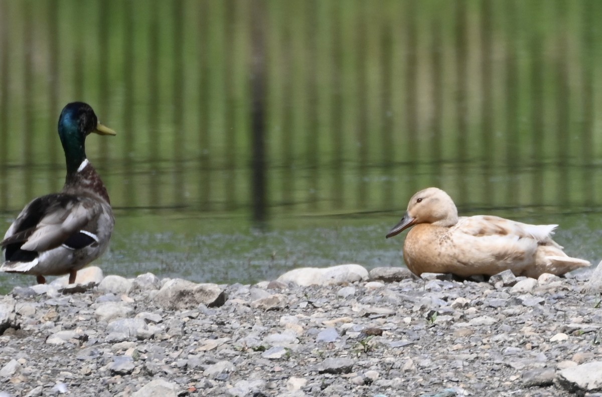 Canard colvert - ML619628507