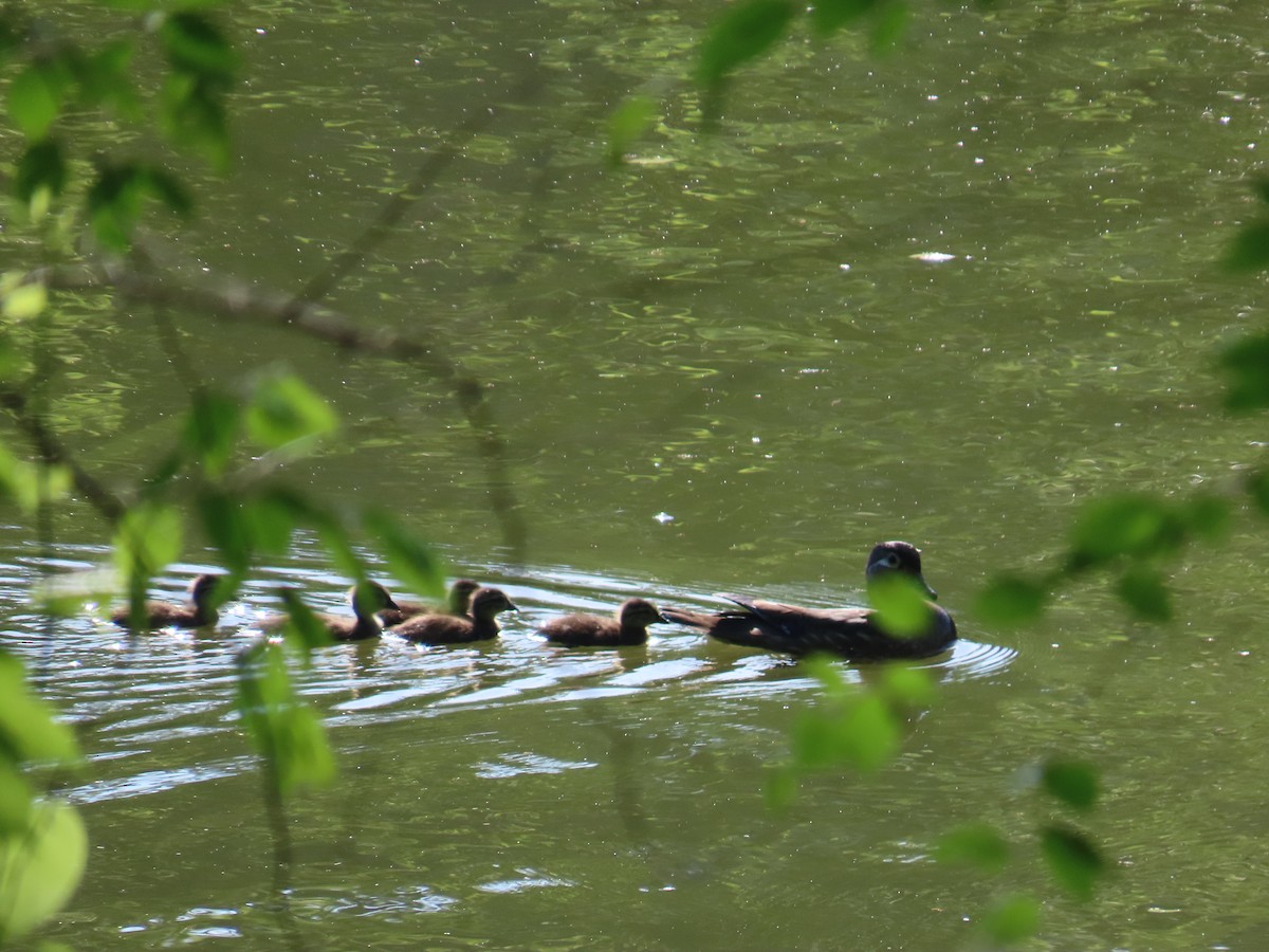 Wood Duck - G. Vike Vicente