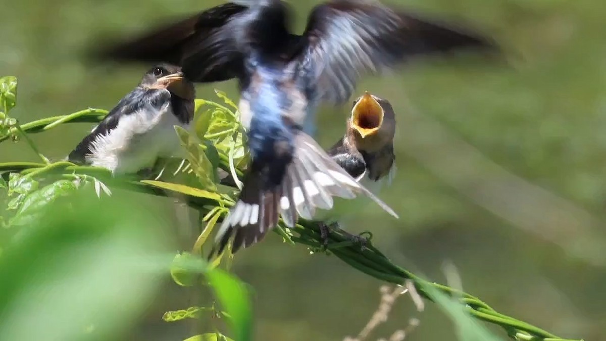 Barn Swallow - YUKIKO ISHIKAWA