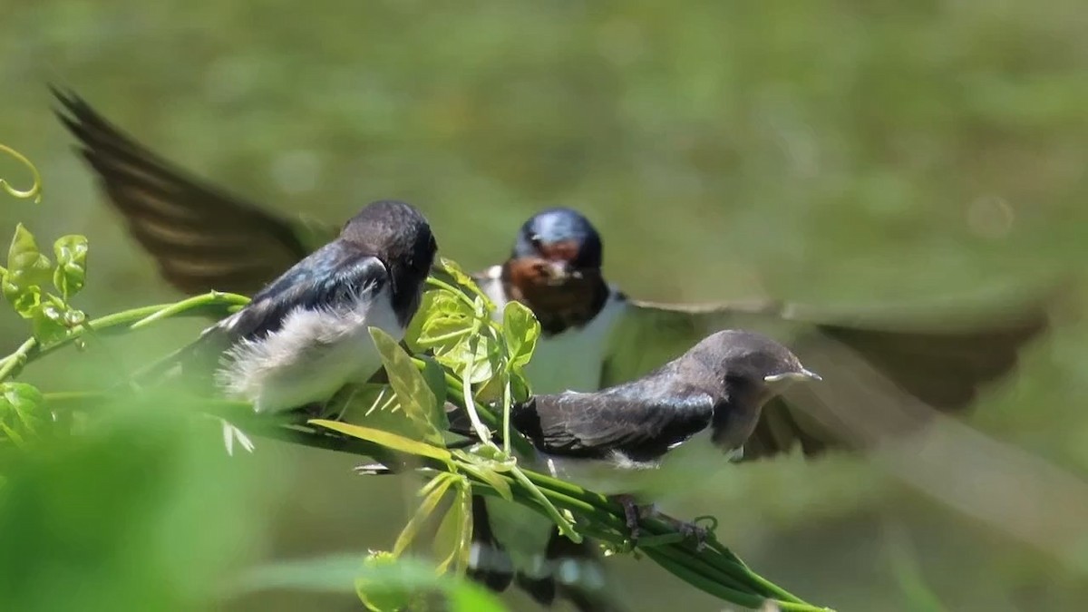 Barn Swallow - YUKIKO ISHIKAWA