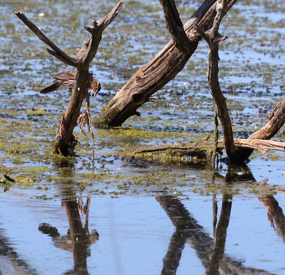 Red-winged Blackbird - Birch D