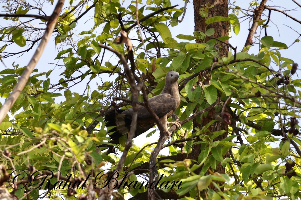 Oriental Honey-buzzard - Rahul Bhandari