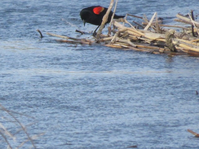 Red-winged Blackbird - ML619628523