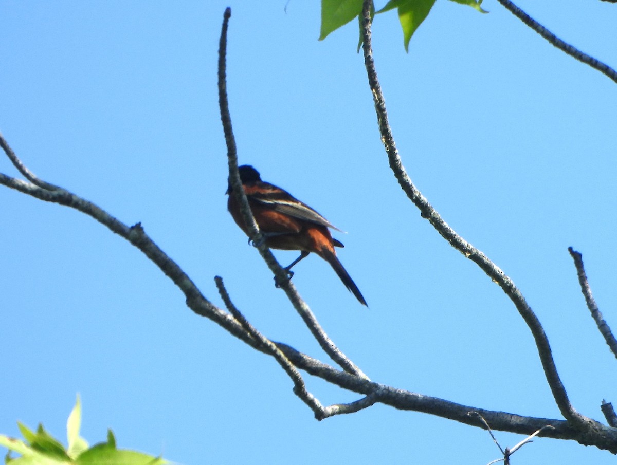 Orchard Oriole - ML619628525