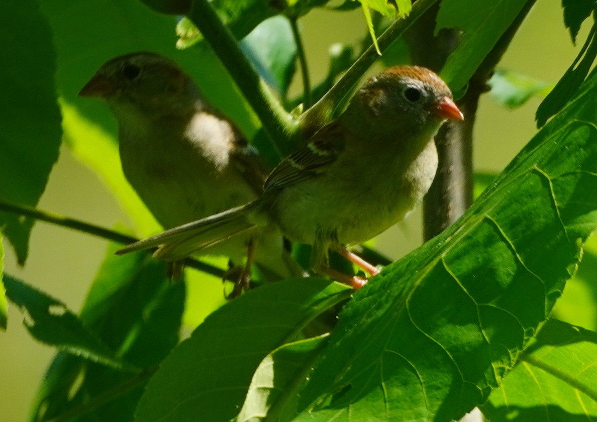 Field Sparrow - ML619628528